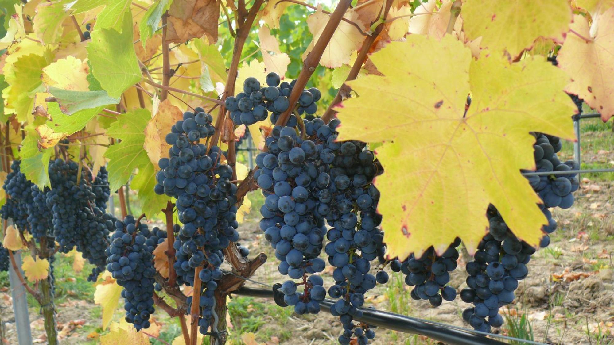 Weingut Herbert Kram Nordheim am Main Eksteriør bilde